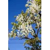 Gausiažiedė (japoninė) visterija ALBA - Wisteria floribunda Alba