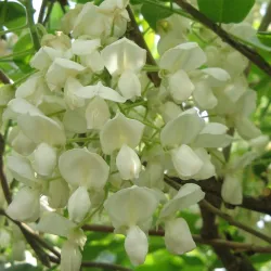 Dailioji (šilkinė) visterija - Wisteria brachybotris OKAYAMA