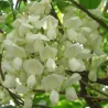 Gausiažiedė (japoninė) visterija ALBA - Wisteria floribunda Alba