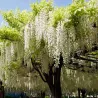 Dailioji (šilkinė) visterija - Wisteria brachybotris OKAYAMA