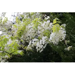 Gausiažiedė (japoninė) visterija ALBA - Wisteria floribunda Alba