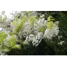 Gausiažiedė (japoninė) visterija ALBA - Wisteria floribunda Alba