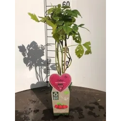 Paprastųjų aviečių Autumn Bliss sodinukai su pristatymu į namus