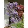 Dailioji (šilkinė) visterija - Wisteria brachybotris OKAYAMA