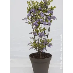 Dailioji (šilkinė) visterija - Wisteria brachybotris OKAYAMA