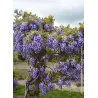 Gausiažiedė (japoninė) visterija ALBA - Wisteria floribunda Alba
