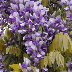 Dailioji (šilkinė) visterija - Wisteria brachybotris OKAYAMA