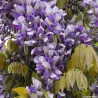 Gausiažiedė (japoninė) visterija ALBA - Wisteria floribunda Alba
