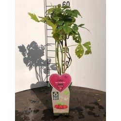 Aviečių sodinukai vazonuose internetu su pristatymu į namus visoje Lietuvoje