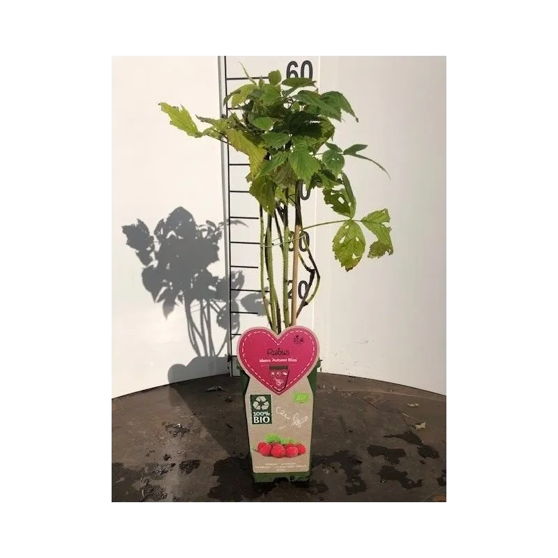 Paprastųjų aviečių Autumn Bliss sodinukai su pristatymu į namus