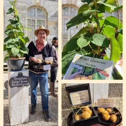 Kininė aktinidija (savidulkė) - Actinidia deliciosa HERMA