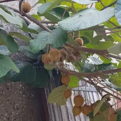 E-medelynas internete: vaismedžiai ir vaiskrūmiai