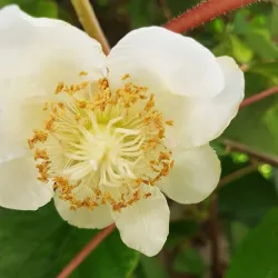 E-medelynas internete: vaismedžiai ir vaiskrūmiai