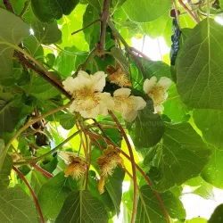 Kininė aktinidija (savidulkė) - Actinidia deliciosa HERMA