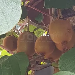 E-medelynas internete: vaismedžiai ir vaiskrūmiai