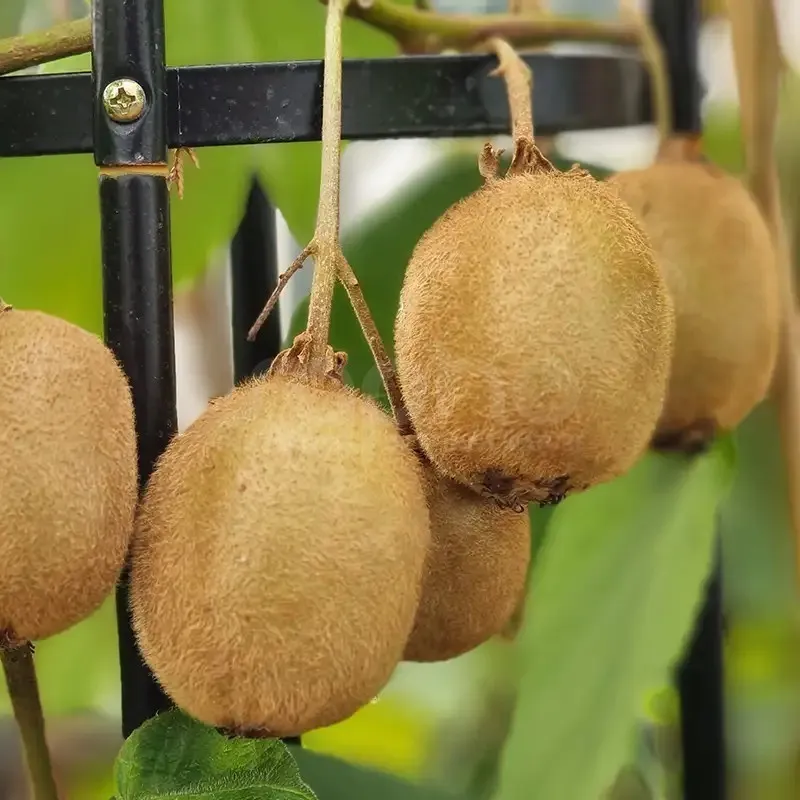Kininė aktinidija (savidulkė) - Actinidia deliciosa HERMA