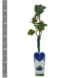 Tikrasis vynmedis - Vitis vinifera SWEETY (VENUS)