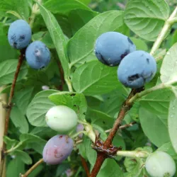 Valgomasis sausmedis - Lonicera caerulea ATUT