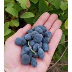 Valgomasis sausmedis - Lonicera caerulea ATUT