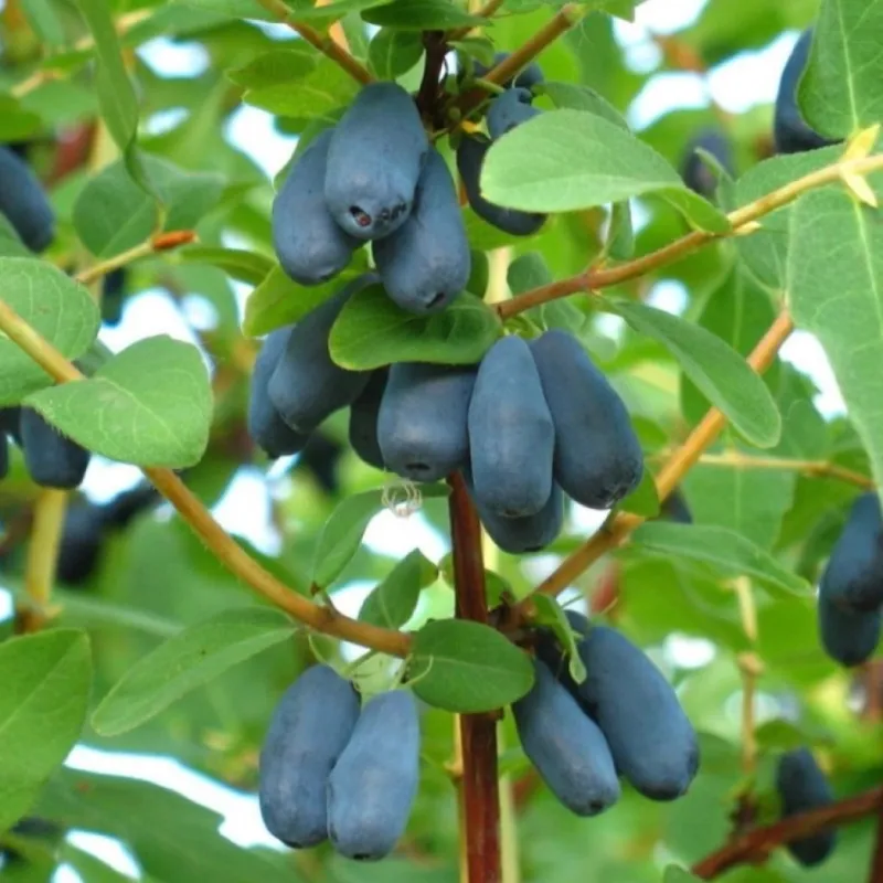 Valgomasis sausmedis - Lonicera caerulea ATUT
