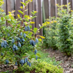 Valgomasis sausmedis - Lonicera caerulea BAKČARSKAJA