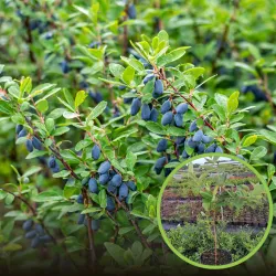 Medžiai ir krūmai internetu su pristatymu į namus visoje Lietuvoje