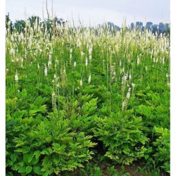 Blakėžudė - Cimicifuga racemosa Cordifolia P17C2