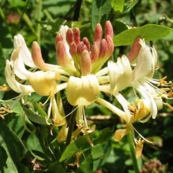 Vijoklinis sausmedis - Lonicera periclymenum LOLY