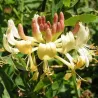 Vijoklinis sausmedis - Lonicera periclymenum LOLY
