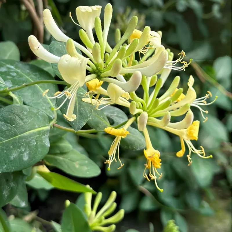 Lonicera periclymenum LOLY