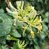 Lonicera periclymenum LOLY