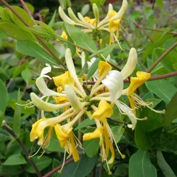 Vijoklinis sausmedis - Lonicera periclymenum LOLY