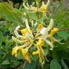 Vijoklinis sausmedis - Lonicera periclymenum LOLY