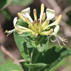 Lonicera periclymenum LOLY