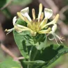 Vijoklinis sausmedis - Lonicera periclymenum LOLY