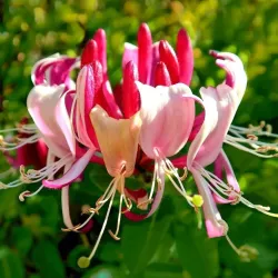 Honeysuckle - Lonicera periclymenum SEROTINA