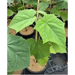 Japoninė paulovnija - Paulownia kawakamii
