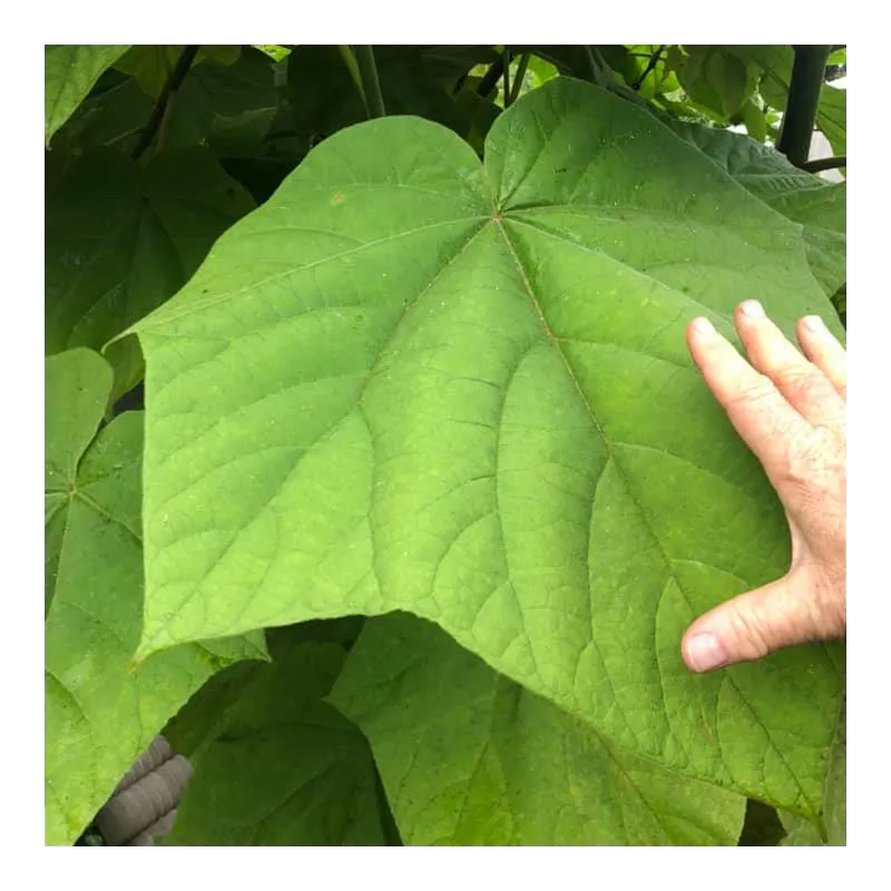 Paulownia tomentosa
