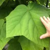 Japoninė paulovnija - Paulownia kawakamii