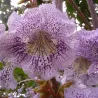 Japoninė paulovnija - Paulownia kawakamii