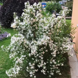 Jazminų Schneesturm sodinukai su pristatymu į namus