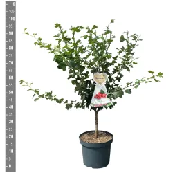 Glotnioji gudobelė - Crataegus laevigata PAULS SCARLET