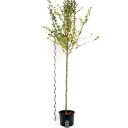 Glotnioji gudobelė - Crataegus laevigata PAULS SCARLET