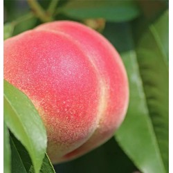 Columnar peach - Prunus persica GRAZIA