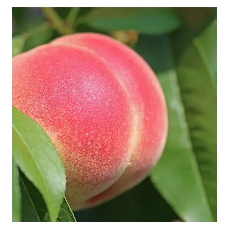 Columnar peach - Prunus persica GRAZIA