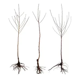 Persikai ir nektarinai internetu su pristatymu į namus