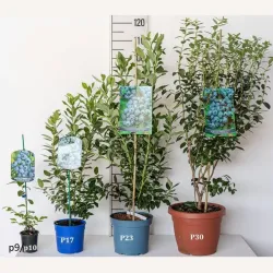 Highbush Blueberry - Vaccinium corymbosum DUKE