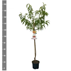 Nectarine - Prunus persica nucipersica FLATERYNA