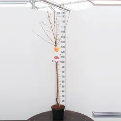 Nectarine - Prunus persica nucipersica FLATERYNA