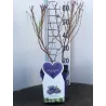 Aukštoji šilauogė (vid. vėl. - vėlyva) - Vaccinium corymbosum BRIGITTA BLUE